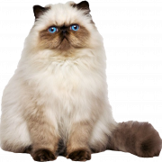 Persische Katze transparent