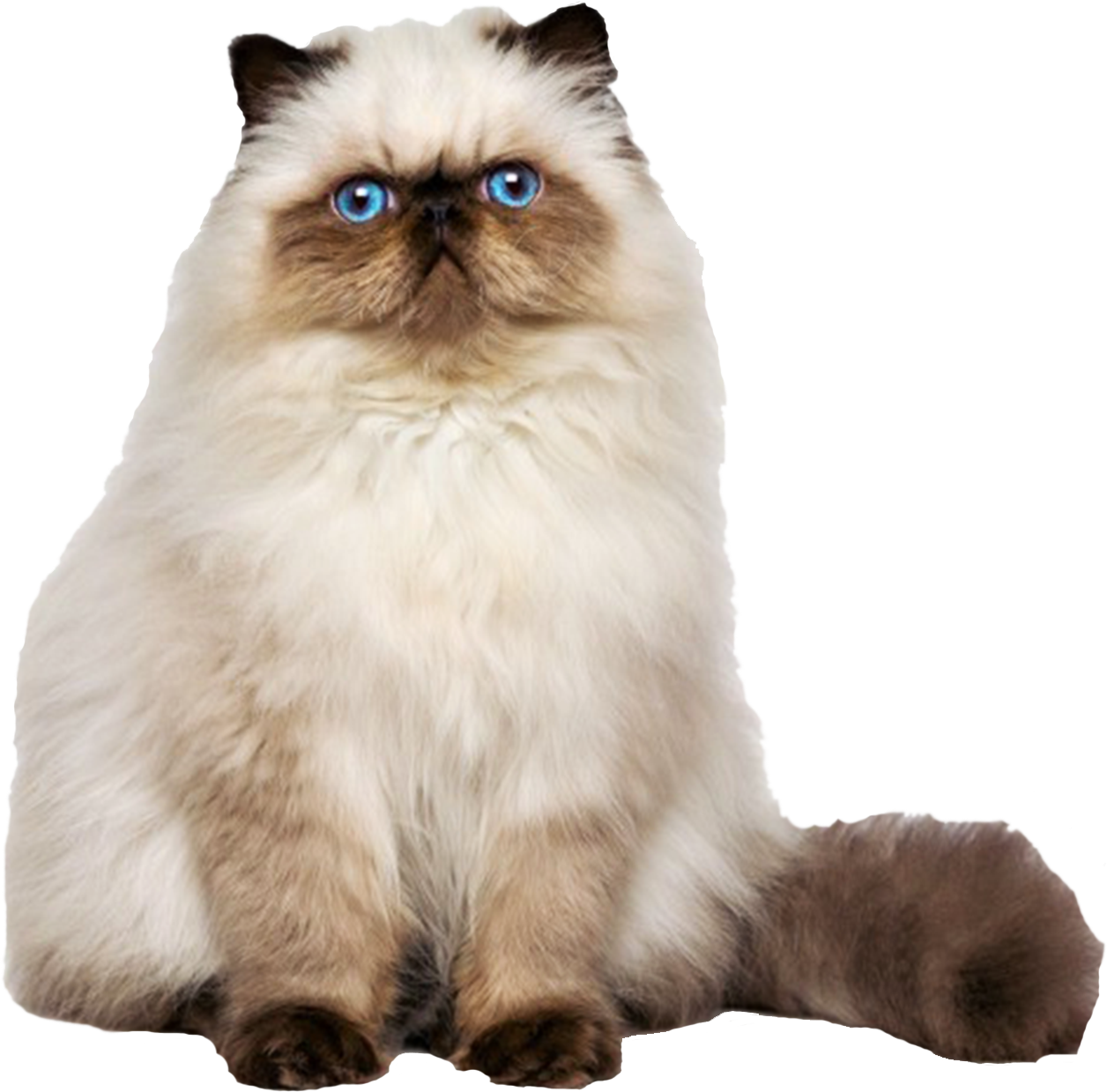 Persian Cat Transparent