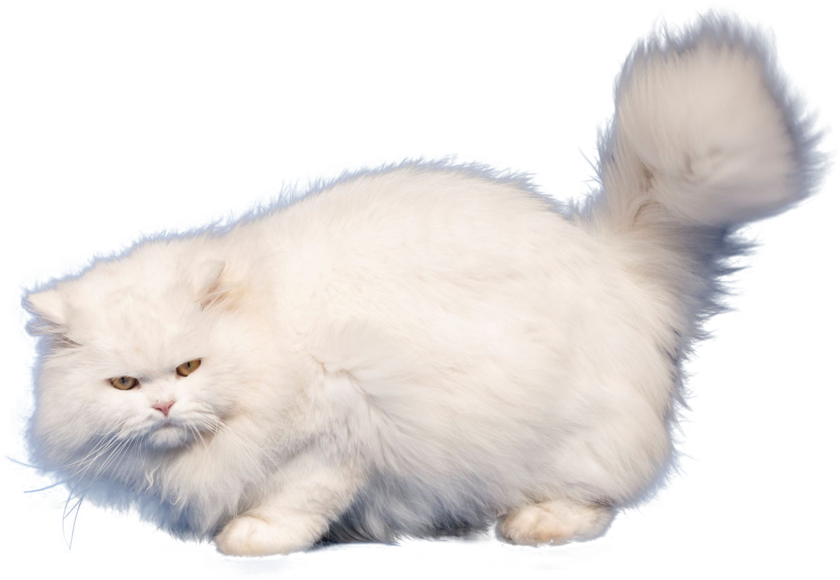 Persische Katze