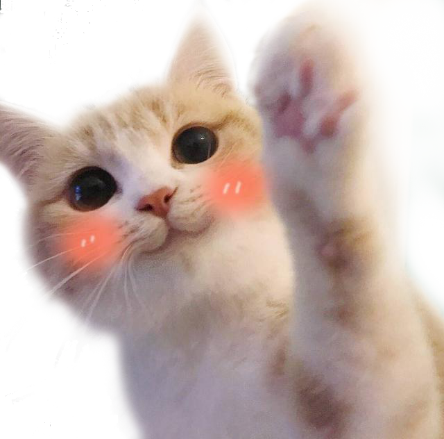 Ragdoll Cat PNG Clipart