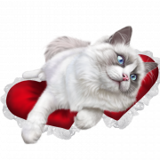 Ragdoll Cat PNG Download Bild