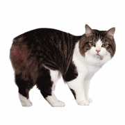 Download de arquivo png de gato ragdoll grátis