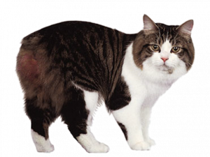 Ragdoll Cat PNG File Download Free