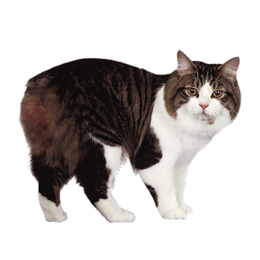 Ragdoll Cat PNG File Download Free