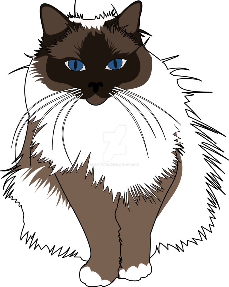 Ragdoll Cat PNG Free Download