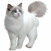 Ragdoll Cat PNG hochwertiges Bild