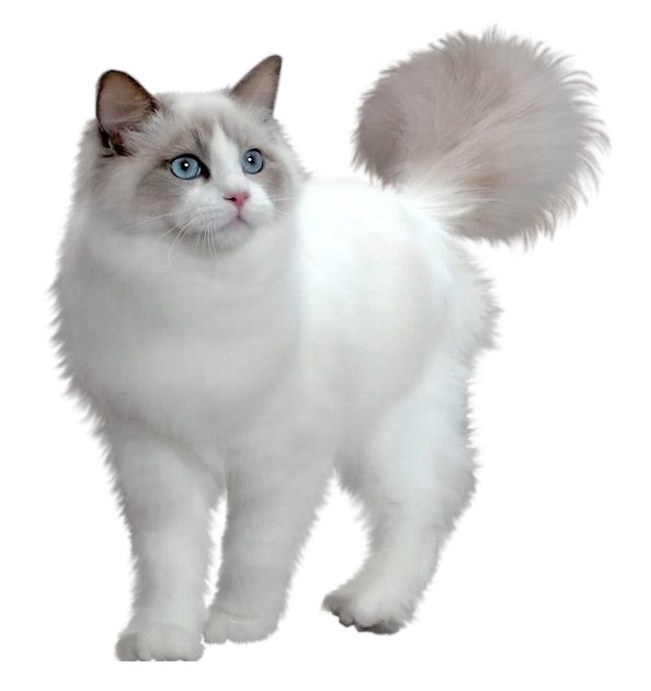Ragdoll Cat PNG Imagen de alta calidad