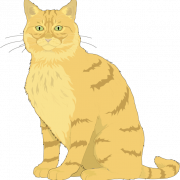 Ragdoll Cat PNG Bild