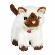 Ragdoll Cat Png Picture