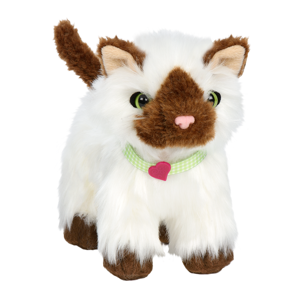 Ragdoll Cat PNG Picture