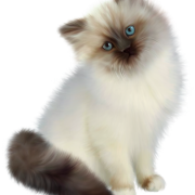 Download de arquivo PNG de gato siamese grátis