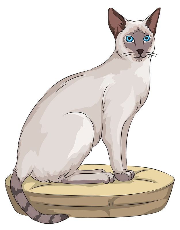 Siamese Cat PNG Images