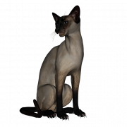 Siamese Cat PNG Photo