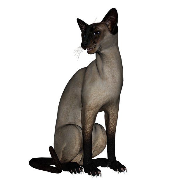 Siamese Cat PNG Photo