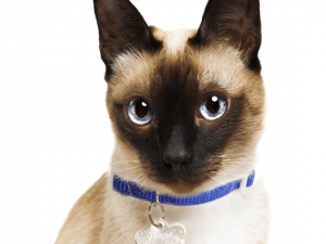 Siamese Cat PNG Bild