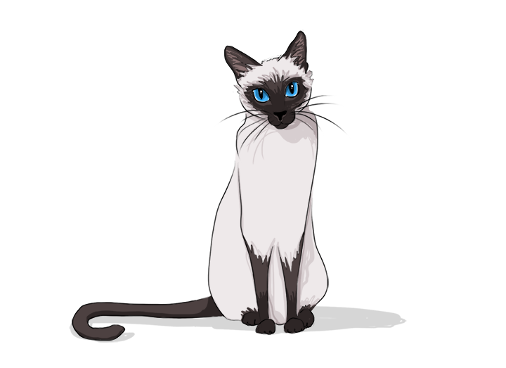 Siamese Cat PNG Picture