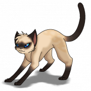 Siamese Cat PNG transparante HD -foto