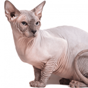 Sphynx cat png I -download ang imahe