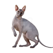 SPHYNX CAT PNG FILE I -download Libre