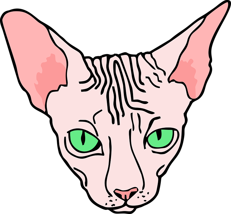 Sphynx Cat PNG File