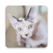 Sphynx cat png gratis download