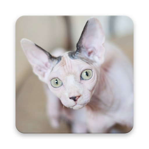 Sphynx Cat PNG Free Download