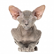 Sphynx Cat PNG HD Image