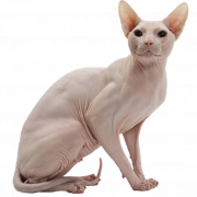 SPHYNX CAT PNG Immagine