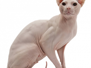 Sphynx Cat PNG Image