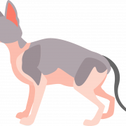 Sphynx Cat PNG -файл изображения