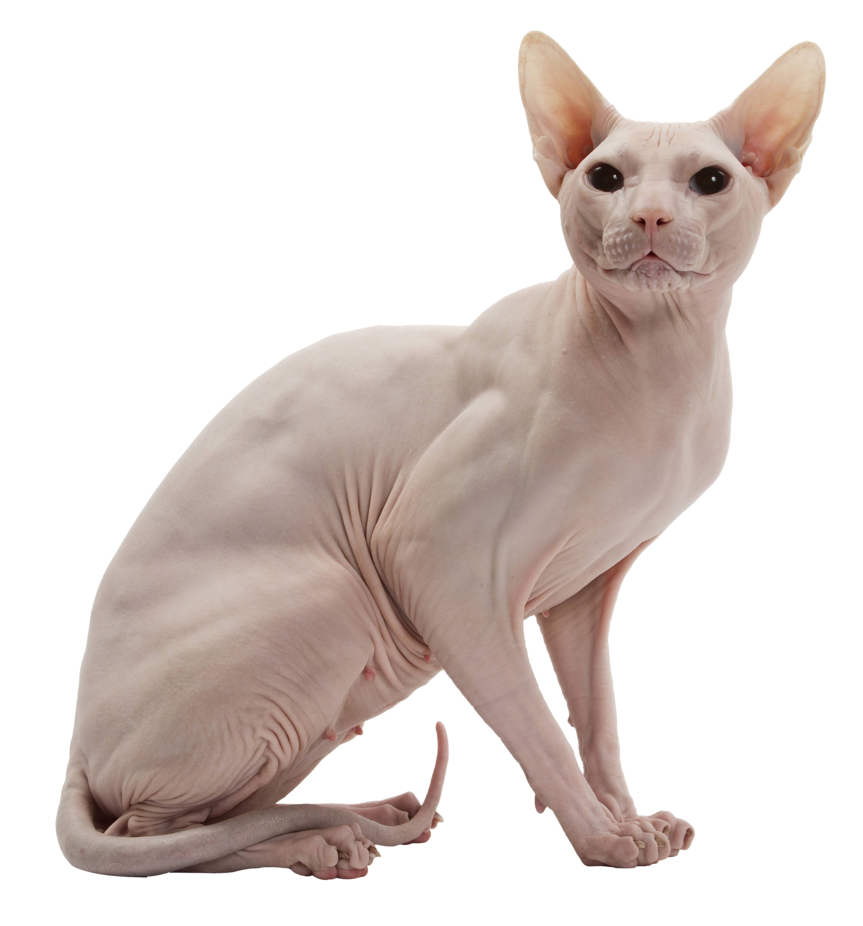 Sphynx Cat PNG Image