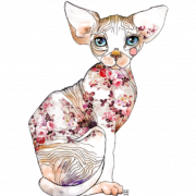 Sphynx Cat PNG Images