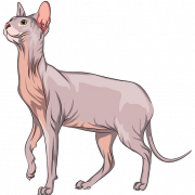 Sphynx Cat PNG Photo