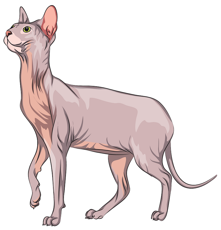 Sphynx Cat PNG Photo