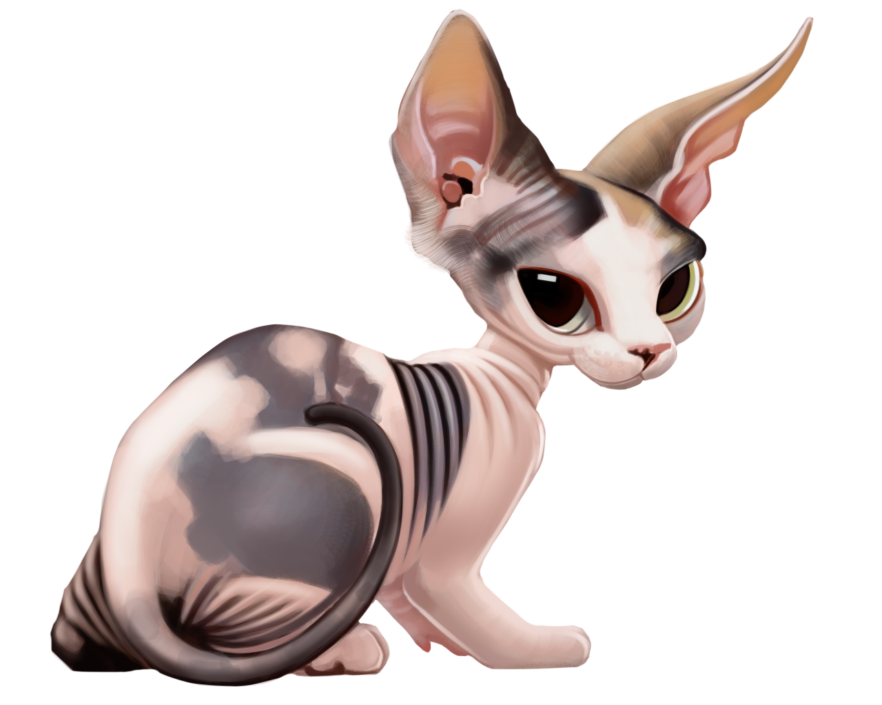 Sphynx Cat PNG Pic