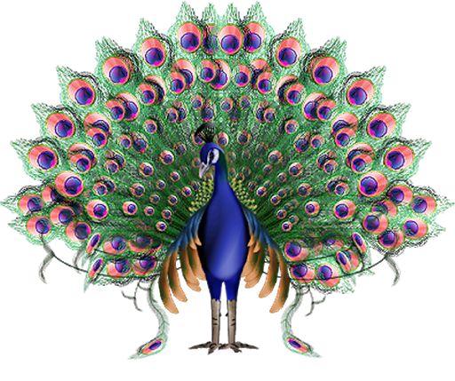 Vector Peacock Download Free PNG
