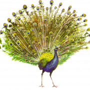 Vector Peacock PNG HD Quality