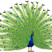 Vector Peacock Transparent Background