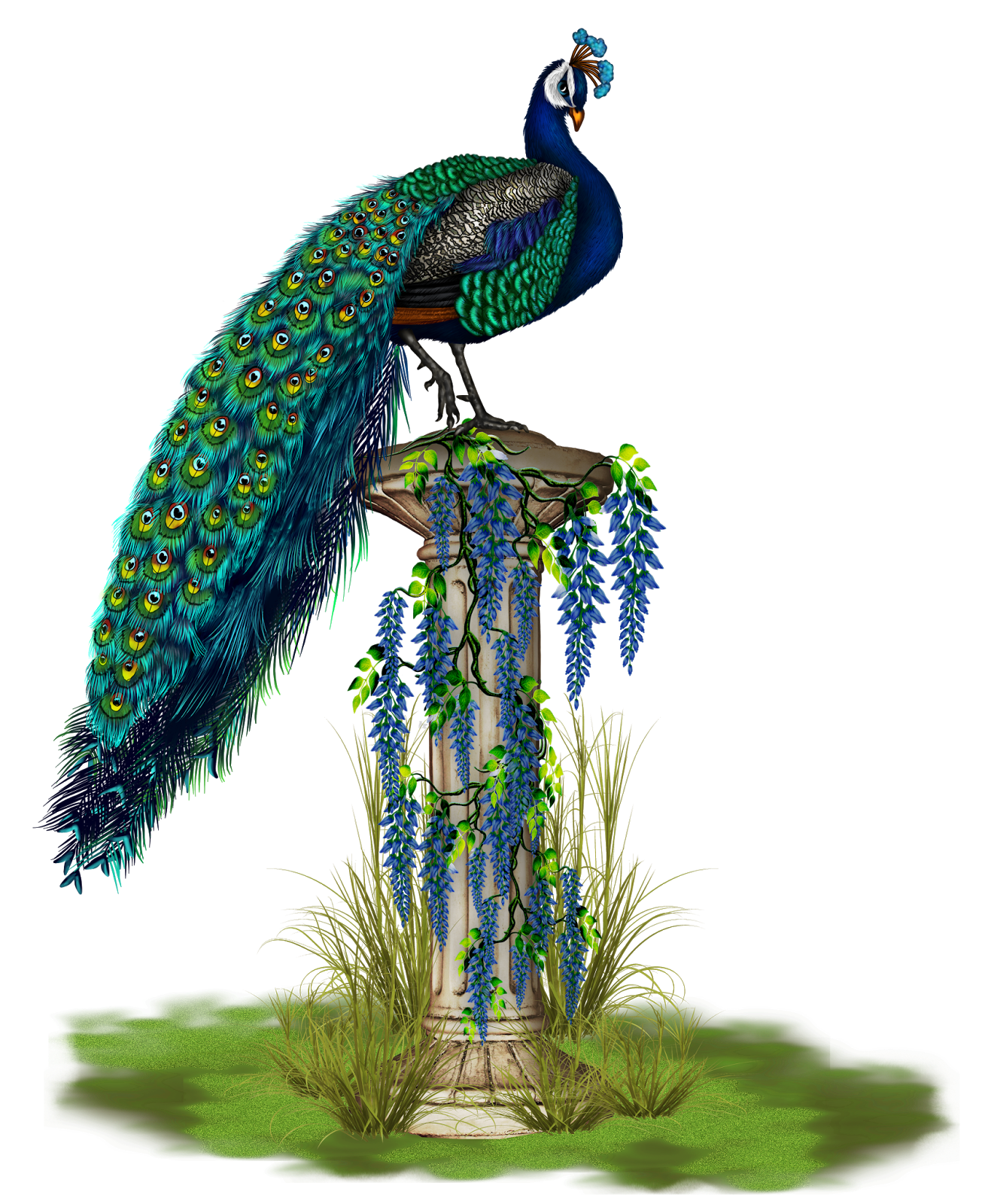 Vektor Peacock Transparan PNG