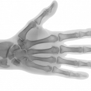 X Ray Png Transparent HD Photo