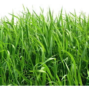 Gambar unduhan png rumput hijau palsu buatan