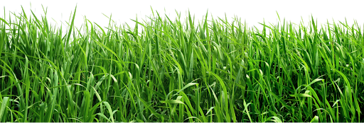 Искусственная фальшивая зеленая трава PNG Скачать изображение