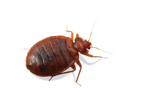 Bed Bug PNG Clipart