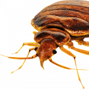 Bed Bug PNG Free Image