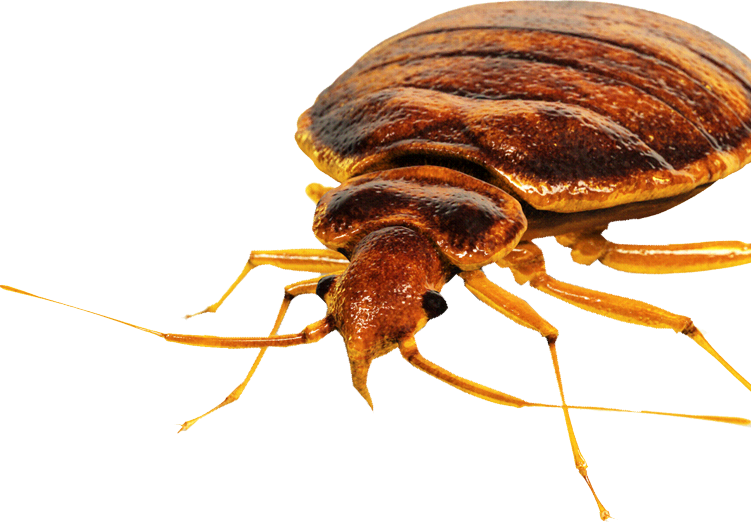 Bed Bug PNG Free Image