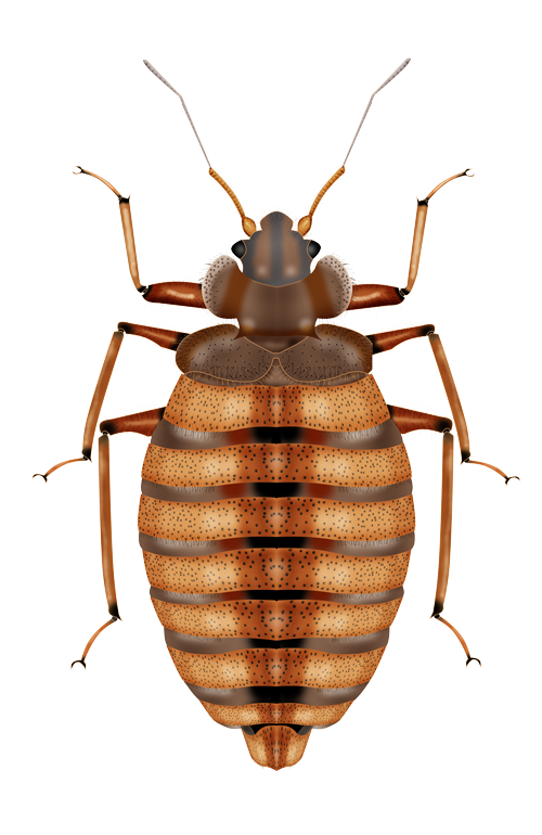 Bed Bug PNG HD Image