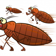 Bed Bug PNG High Quality Image