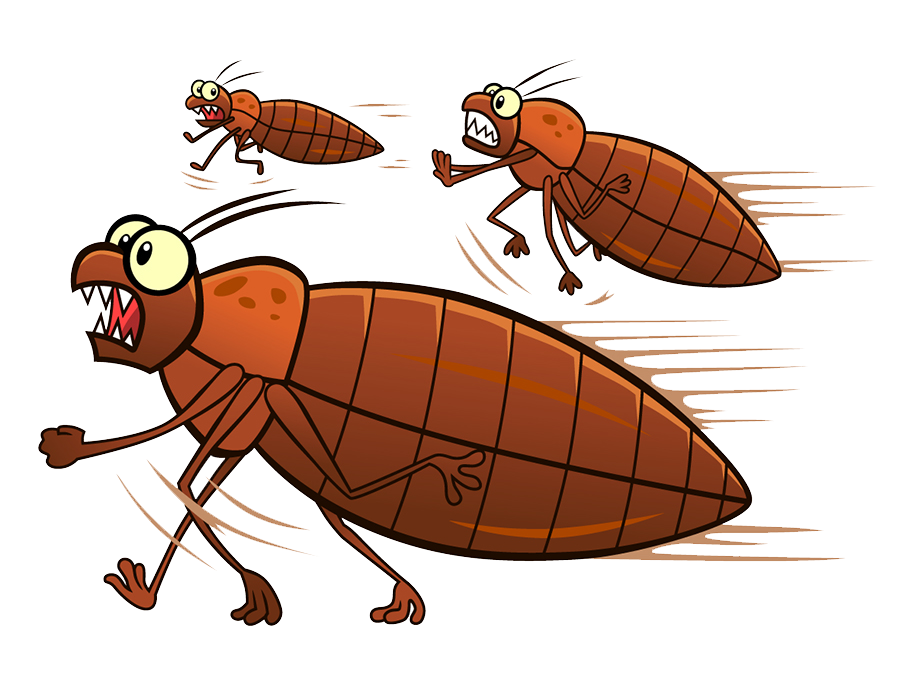 Bed Bug PNG High Quality Image
