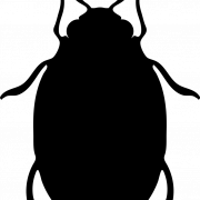 Bed Bug PNG Image