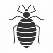 Bed Bug PNG Picture